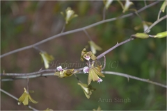 Eulophia epidendraea